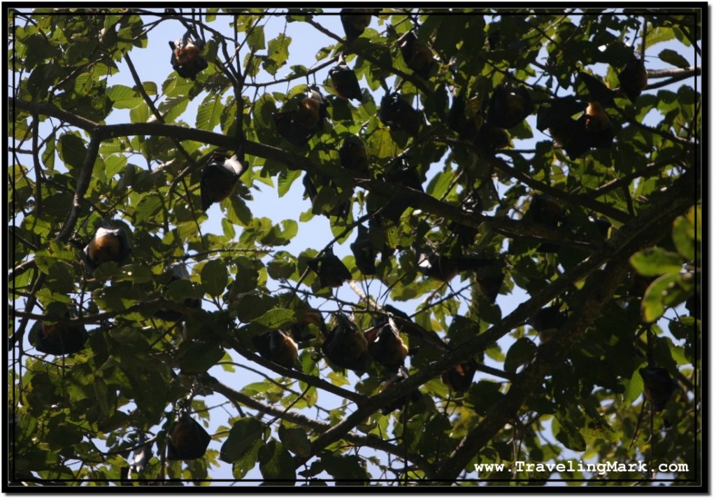 Photo: Total Bat Domination