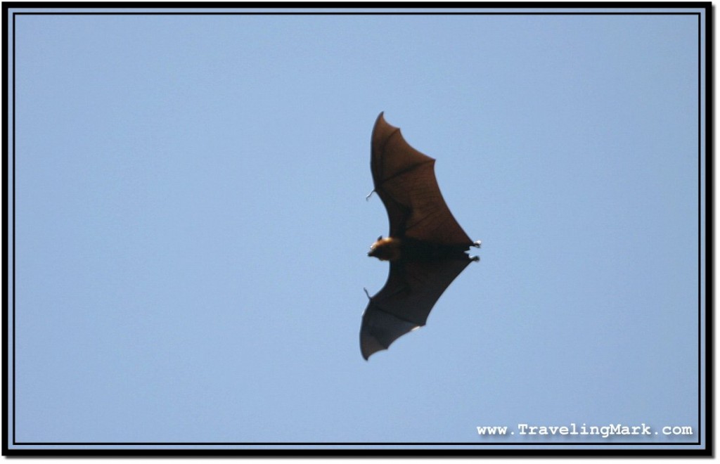 Photo: Dreary Bat Shape in the Sky