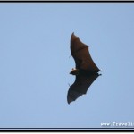 Photo: Dreary Bat Shape in the Sky