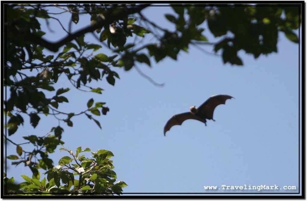 Photo: Silouhette of a Huge Bat Flying Above High Trees