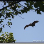 Photo: Silouhette of a Huge Bat Flying Above High Trees