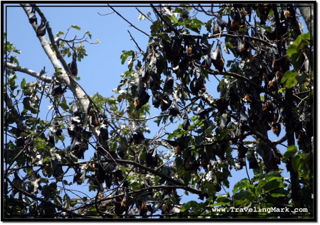 Photo: Blackness of Flying Foxes Takes Over Green Crown of the Tree