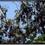 Photo: Blackness of Flying Foxes Takes Over Green Crown of the Tree