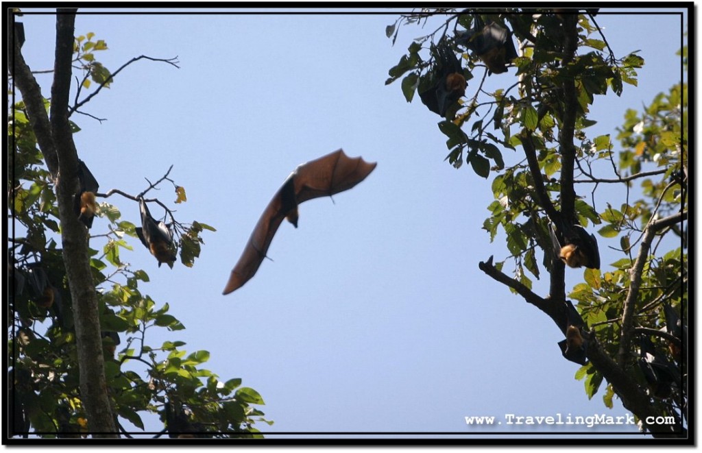 Photo: Caught a Glimpse of a Flying Fruit Bat in a Clear Spot Among Tree Branches
