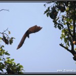 Photo: Caught a Glimpse of a Flying Fruit Bat in a Clear Spot Among Tree Branches