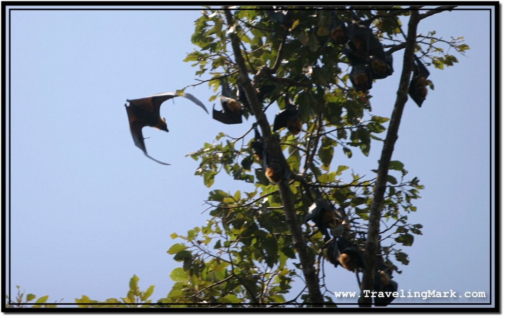 Photo: Circling Around Tall Bat Trees