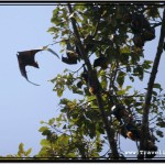 Photo: Circling Around Tall Bat Trees