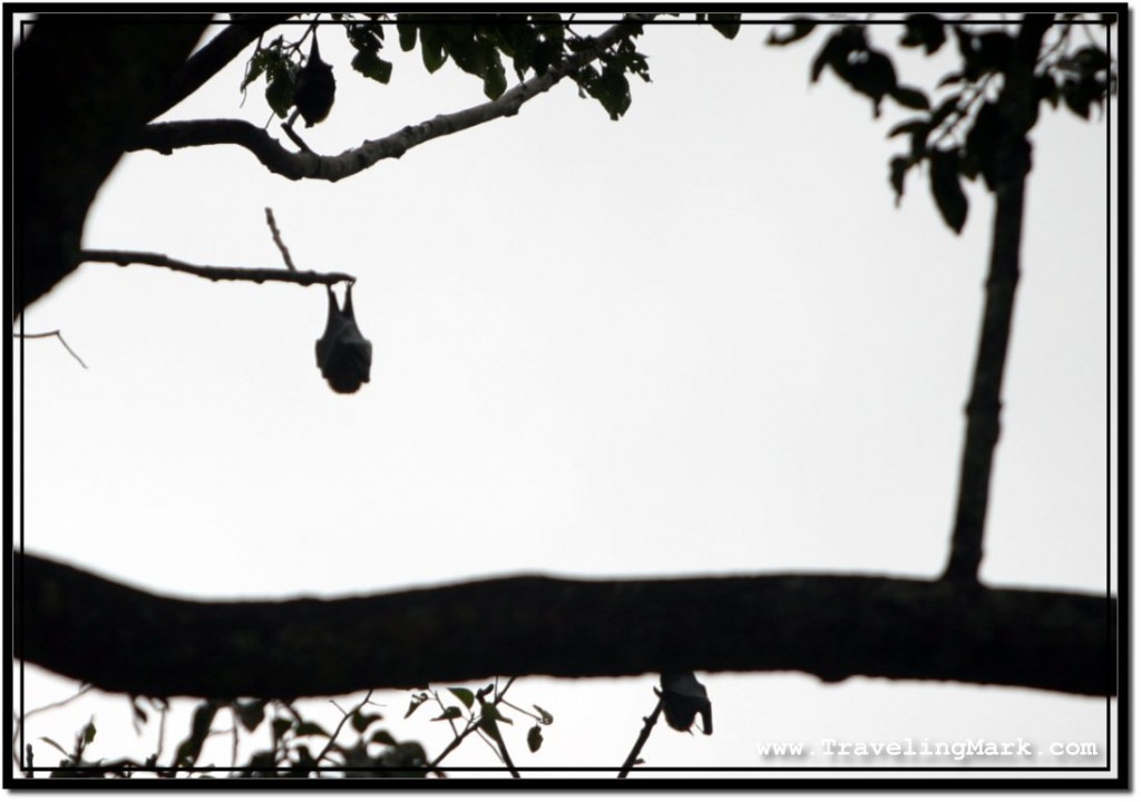 Photo: Single Bat Comfortably Hung at the End of Tree Branch