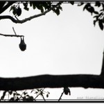 Photo: Single Bat Comfortably Hung at the End of Tree Branch