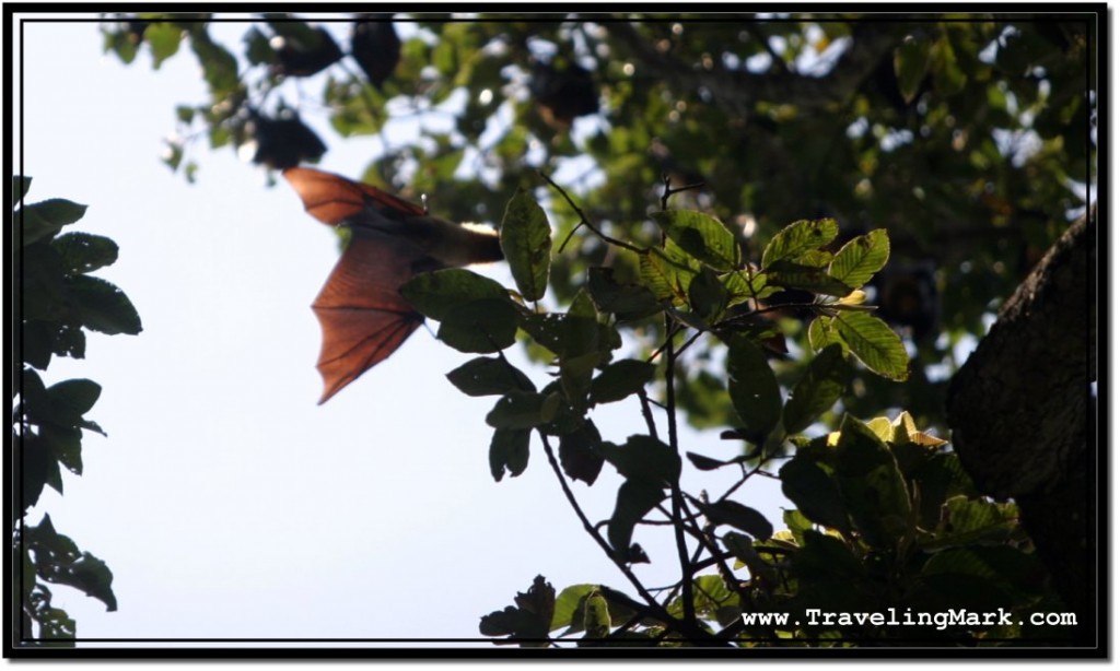 Photo: Disturbed Flying Fox Bat Landing to Get Back to Sleep