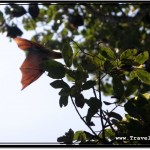 Photo: Disturbed Flying Fox Bat Landing to Get Back to Sleep