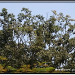 Tall Trees in Which The Flying Foxes Dwell