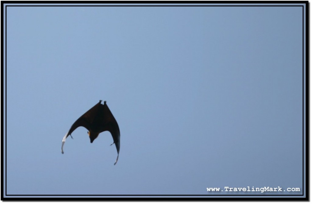 Photo: Fast Flying Fruit Bat