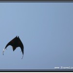 Photo: Fast Flying Fruit Bat