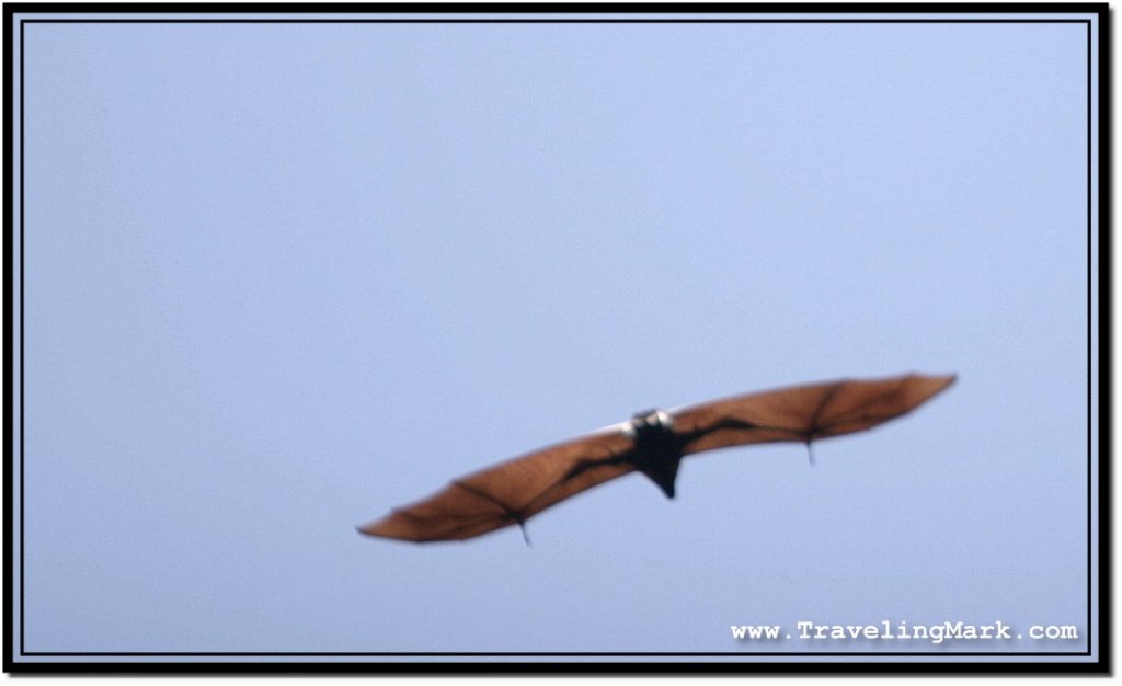 Photo: Fast Flying Fruit Bat Ready to Land on a Tree Branch