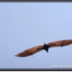 Photo: Fast Flying Fruit Bat Ready to Land on a Tree Branch