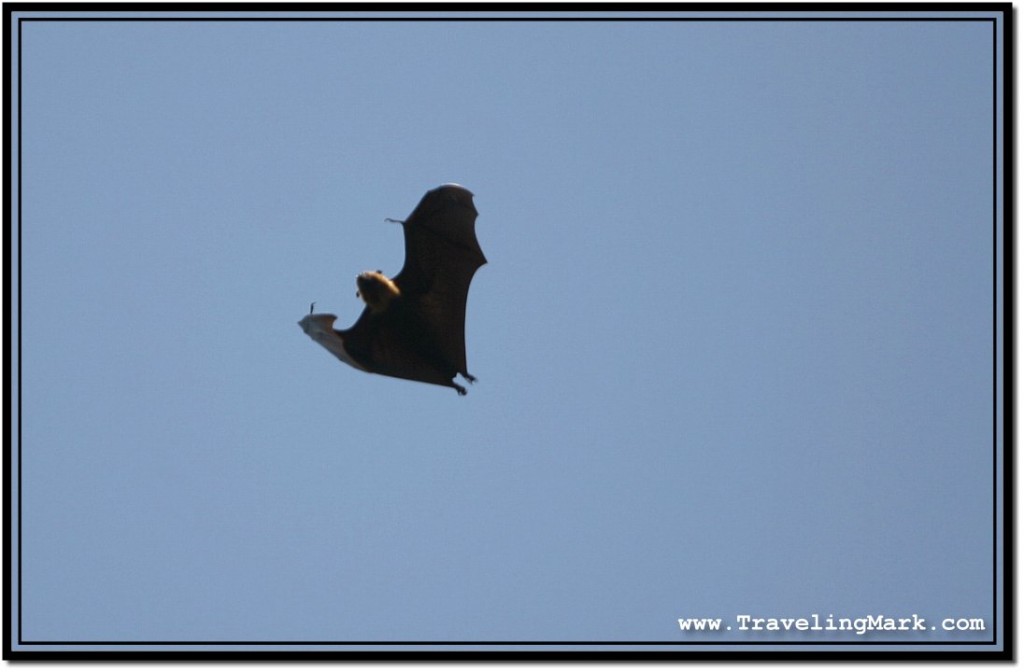 Photo: Sun Reflects on the Wings of Flying Fruit Bat