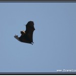 Photo: Sun Reflects on the Wings of Flying Fruit Bat