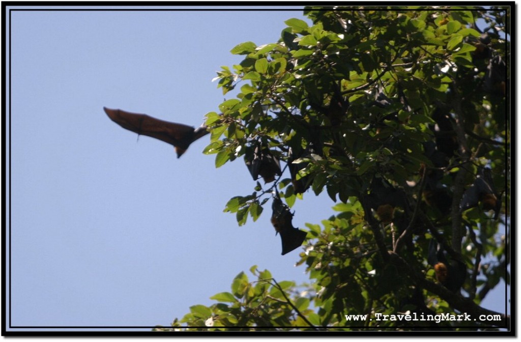 Photo: Flying Fox After Take Off