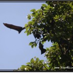 Photo: Flying Fox After Take Off