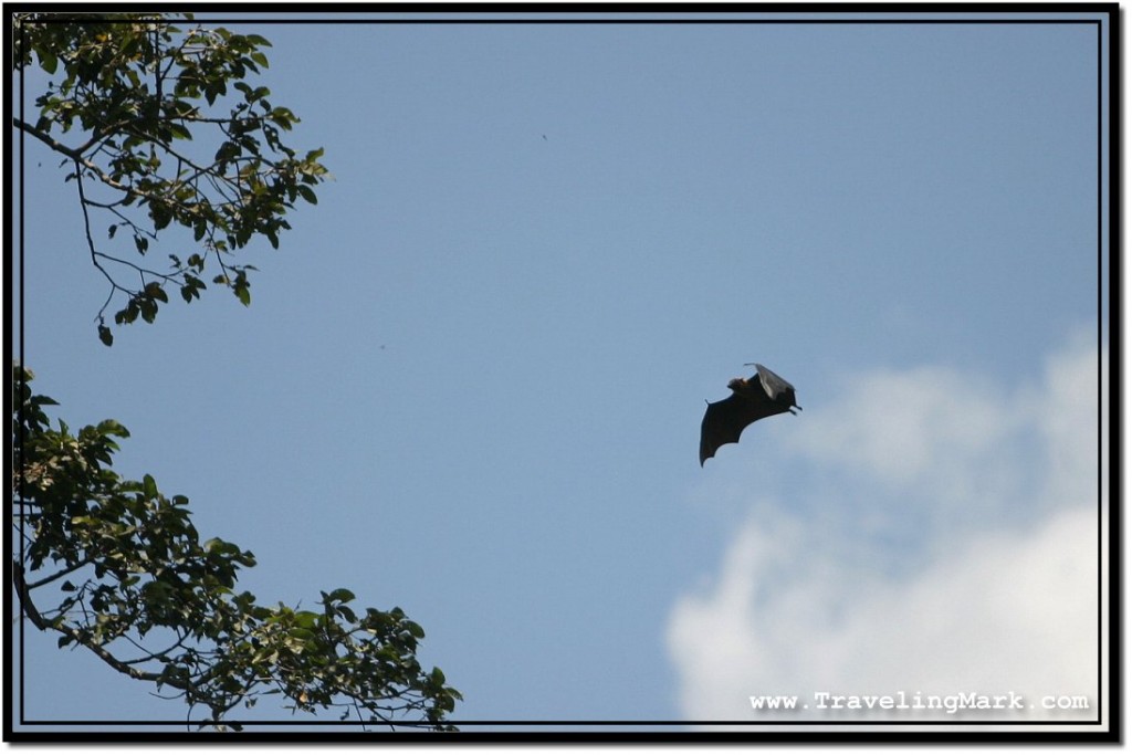 Photo: Flying Fox Swinging Its Wings in Flight