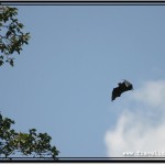Photo: Flying Fox Swinging Its Wings in Flight