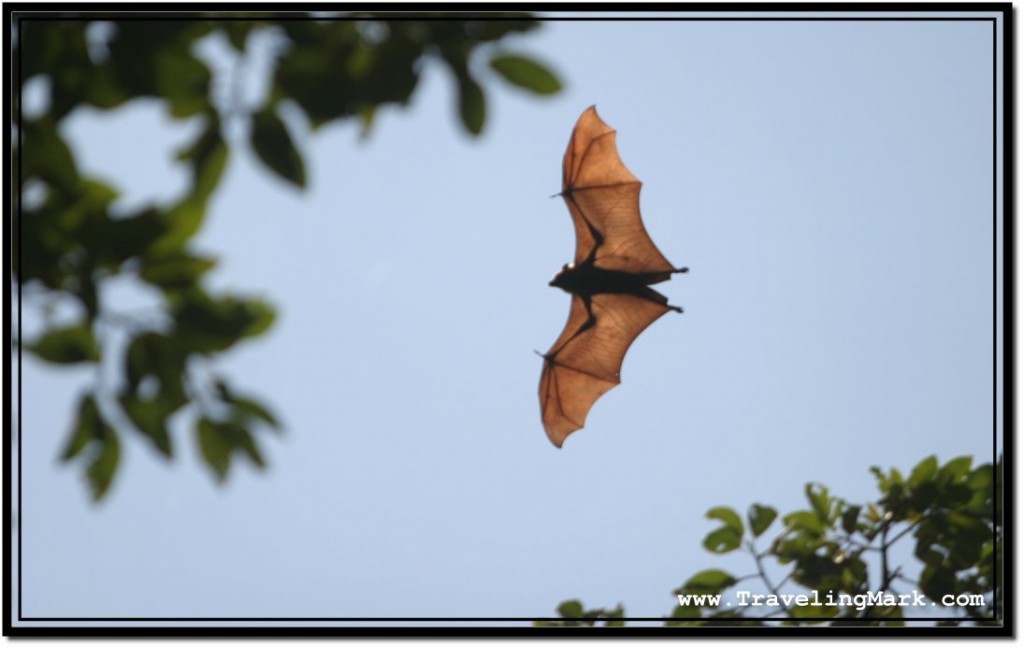 Photo: Nice Capture of a Flying Fox In Full Beauty