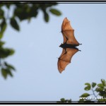 Photo: Nice Capture of a Flying Fox In Full Beauty