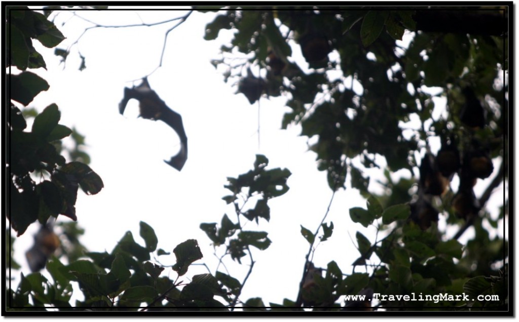 Photo: Single Flying Fox Spreading His Wings