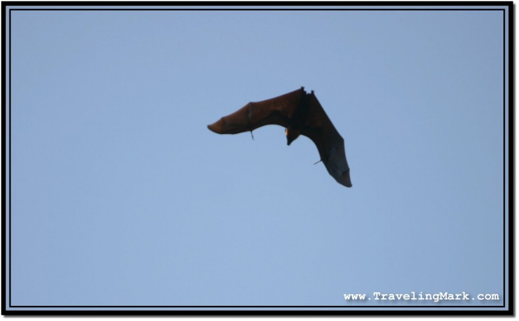 Photo: Shape of a Huge Flying Fox Against Blue Sky on a Sunny Day in Cambodia