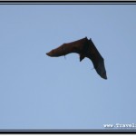 Photo: Shape of a Huge Flying Fox Against Blue Sky on a Sunny Day in Cambodia