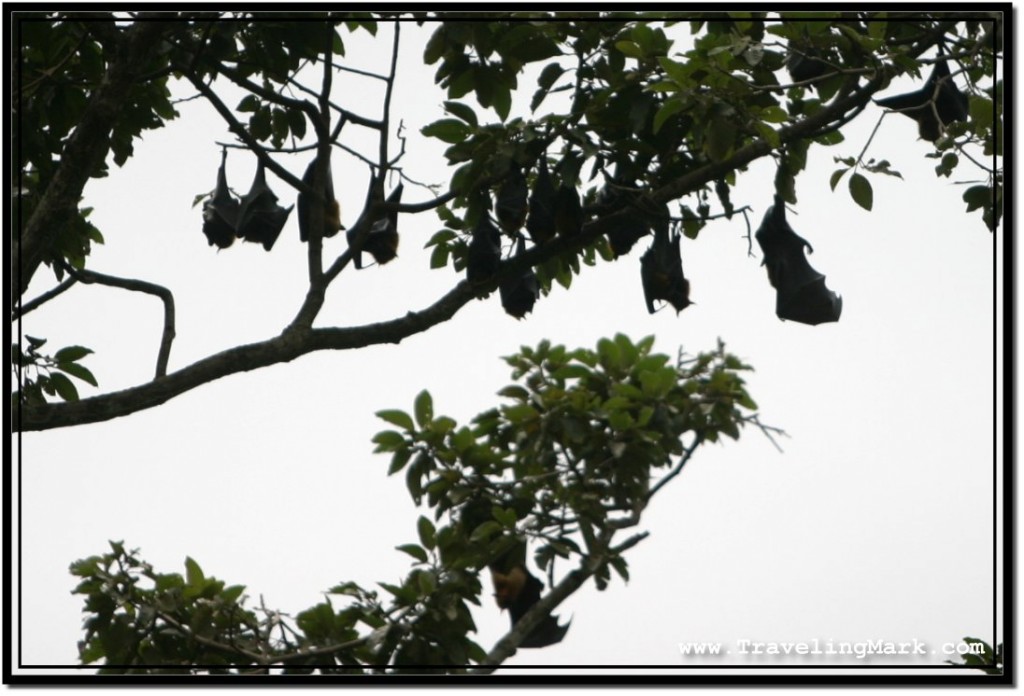 Photo: Flying Foxes Lined Up Like They Are In School