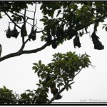 Photo: Flying Foxes Lined Up Like They Are In School
