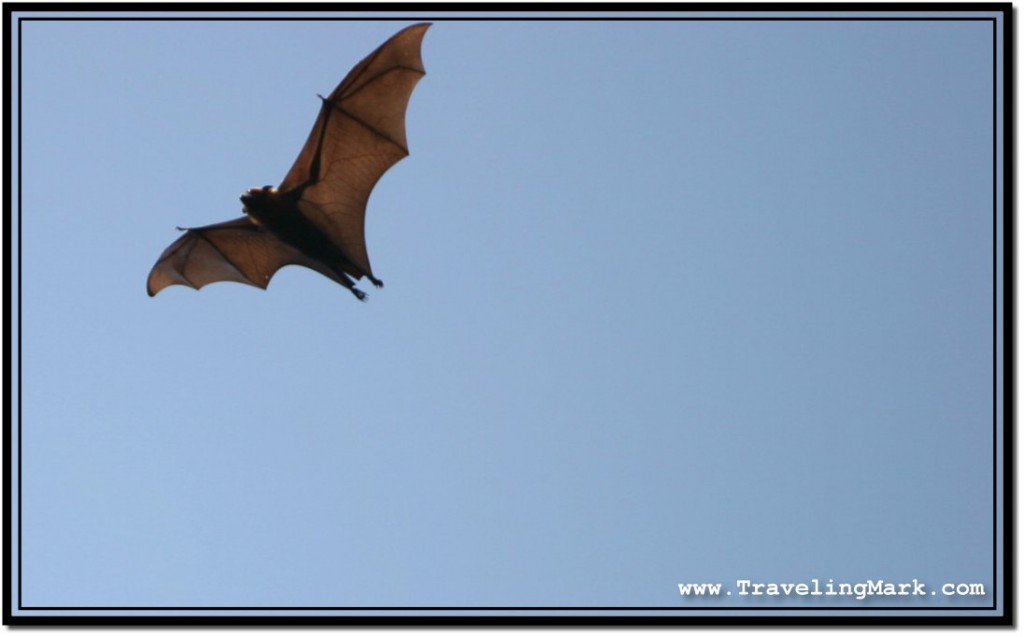 Photo: Clear View of a Flying Fruit Bat from the Bottom