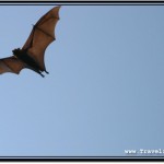 Photo: Clear View of a Flying Fruit Bat from the Bottom