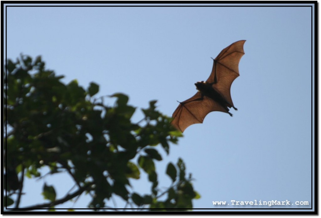 Photo: Fox with Wings