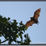 Photo: Fox with Wings