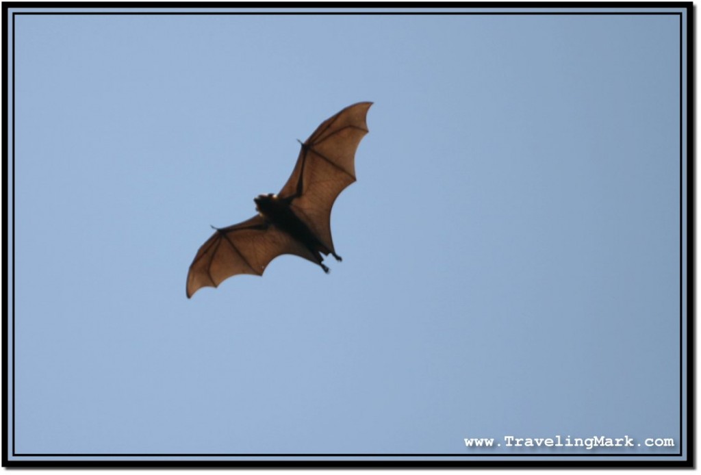 Photo: Frightening Skeletal Structure of Flying Foxes