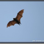 Photo: Frightening Skeletal Structure of Flying Foxes