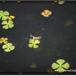 Photo: Little Frog Re-Surfaced from the Pond to Get Fresh Air