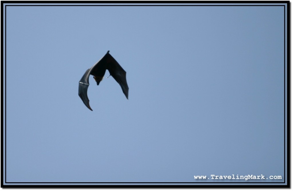 Photo: Gorgeous Fruit Bat Soaring Up High Against Clear Cambodian Sky