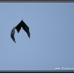 Photo: Gorgeous Fruit Bat Soaring Up High Against Clear Cambodian Sky