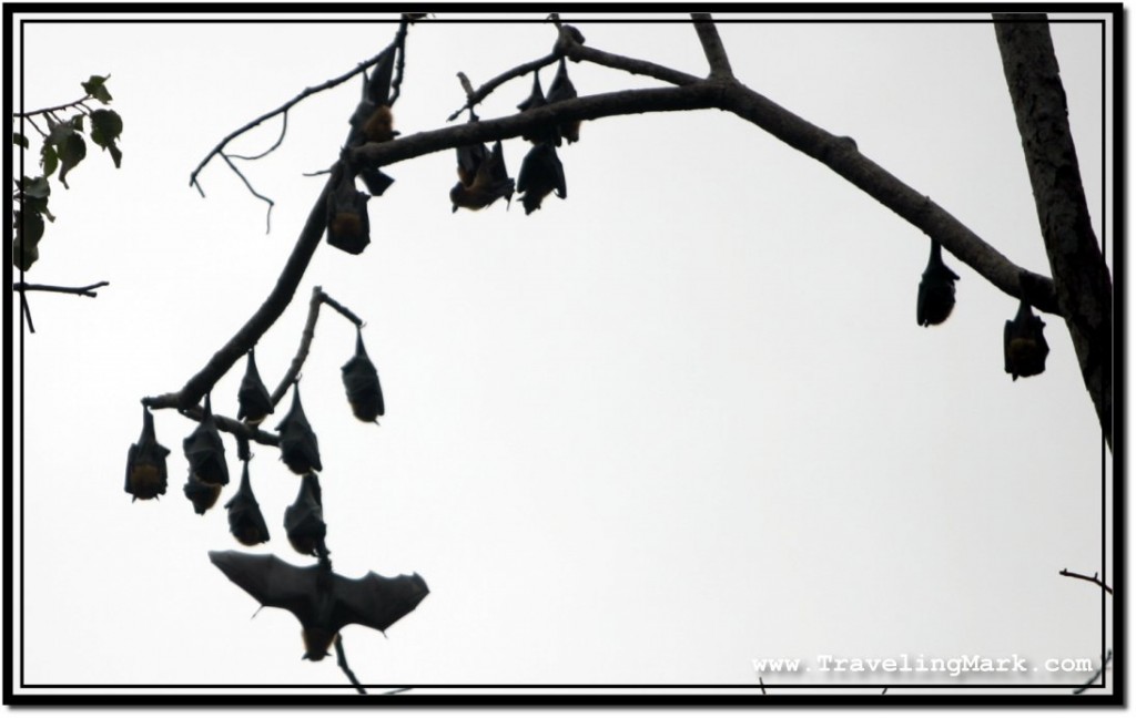 Photo: Bare Branches Serving as Sleeping Platforms for Fruit Bats