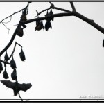 Photo: Bare Branches Serving as Sleeping Platforms for Fruit Bats