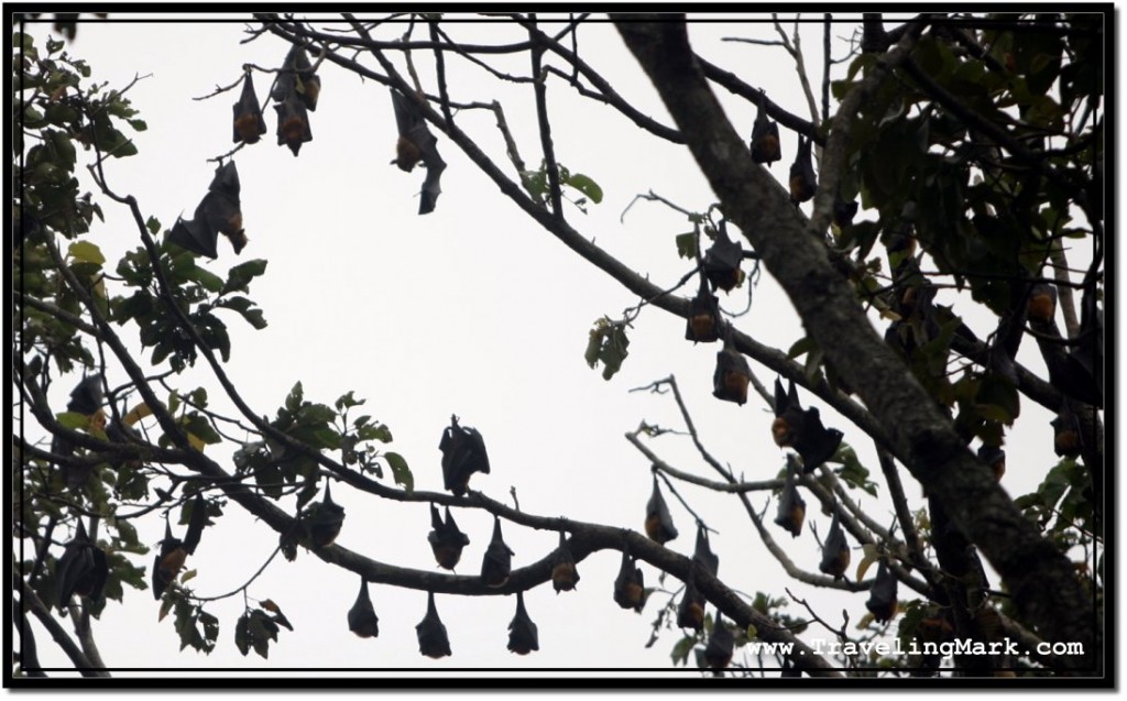 Photo: Fruit Bats Sleeping Upside Down