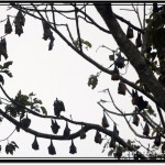 Photo: Fruit Bats Sleeping Upside Down