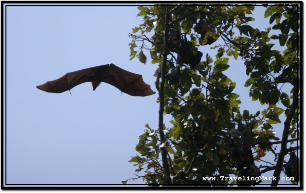 Photo: Huge Fruit Bat Flying Off a Tree Branch