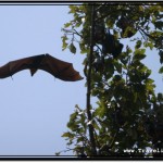 Photo: Huge Fruit Bat Flying Off a Tree Branch