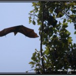 Photo: Huge Fruit Bat Flying Off a Tree Branch