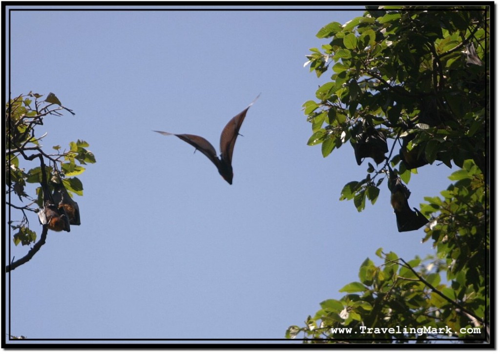 Photo: Fruit Bat Flying Like Batman Against The Sky